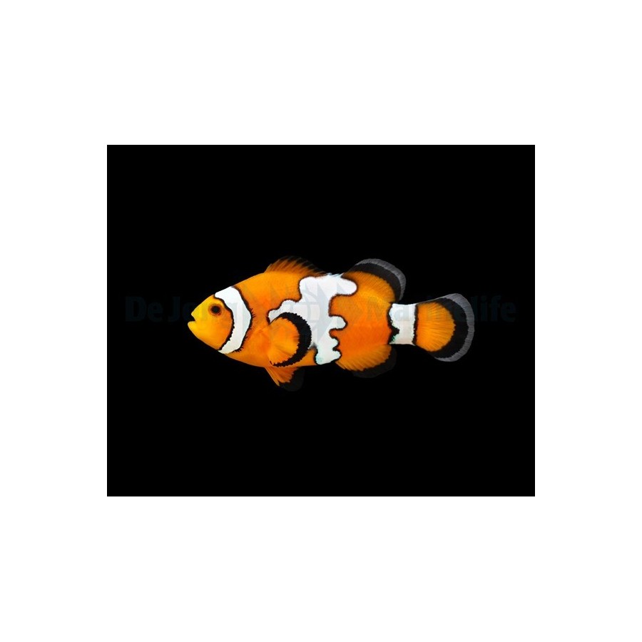 Amphiprion ocellaris Snowflake - vuokkokala - viljelty