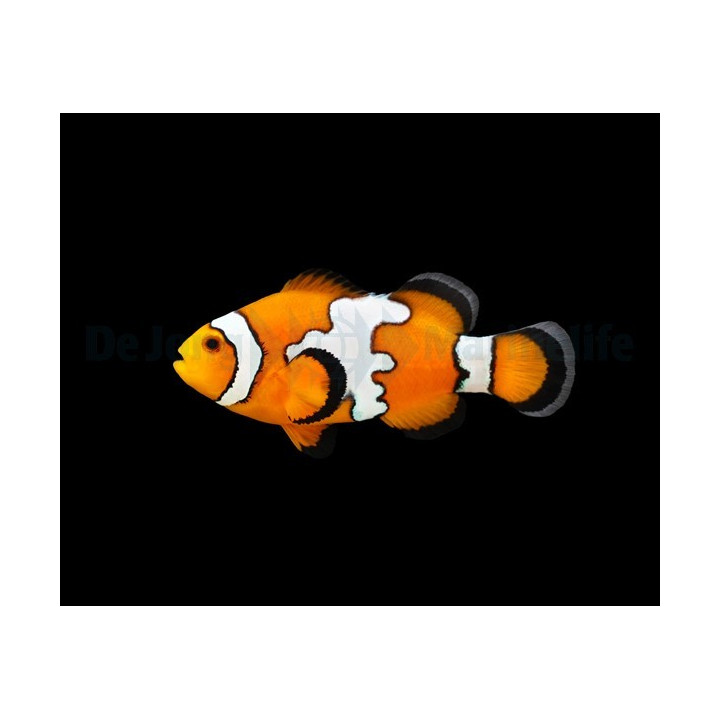 Amphiprion ocellaris Snowflake - vuokkokala - viljelty
