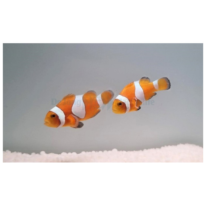 Amphiprion ocellaris Tangerine - vuokkokala - pariskunta - viljelty