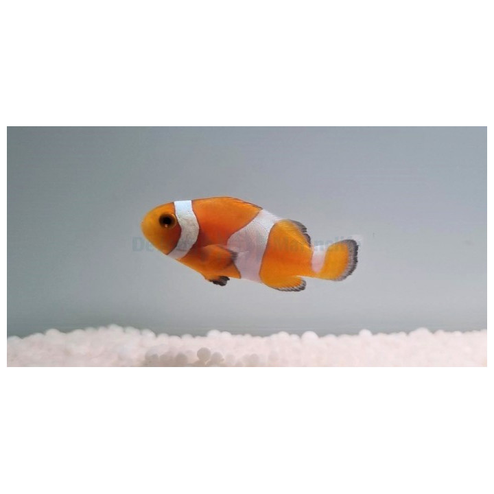 Amphiprion ocellaris Tangerine - vuokkokala - viljelty