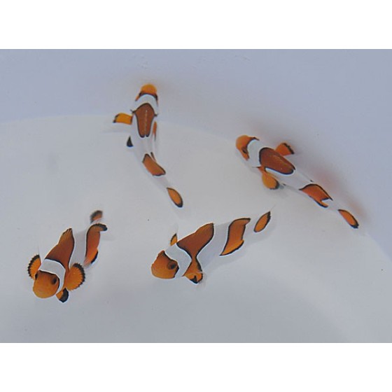 Amphiprion ocellaris Widebar - vuokkokala - viljelty