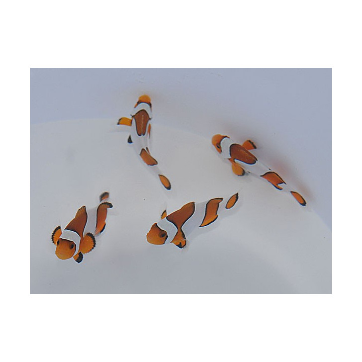 Amphiprion ocellaris Widebar - vuokkokala - viljelty