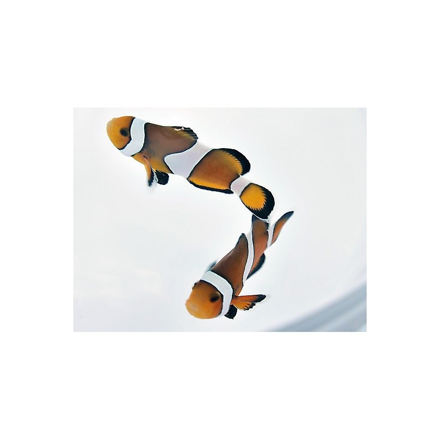 Amphiprion percula - kiilavuokkokala