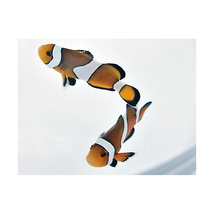 Amphiprion percula - kiilavuokkokala