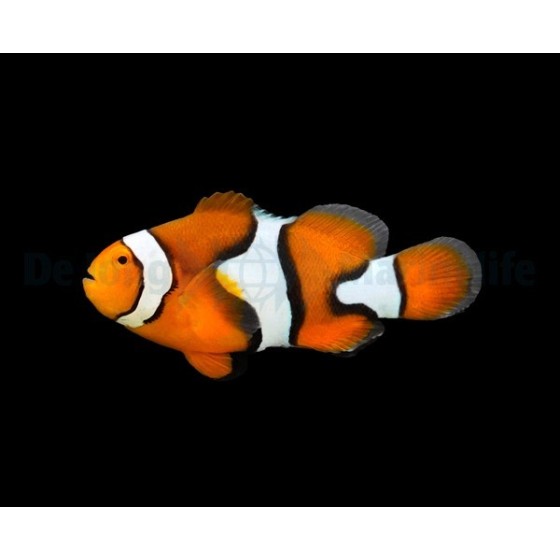 Amphiprion percula - kiilavuokkokala - viljelty