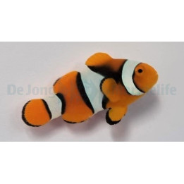 Amphiprion percula - Kiilavuokkokala musta