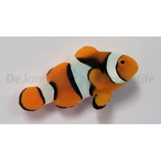 Amphiprion percula - Kiilavuokkokala musta