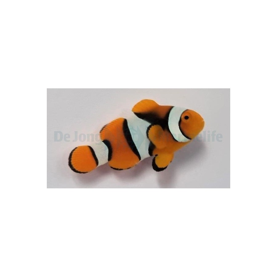 Amphiprion percula - Kiilavuokkokala musta