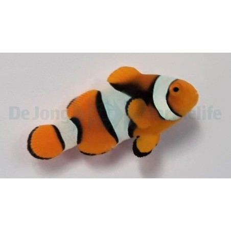 Amphiprion percula - Kiilavuokkokala musta