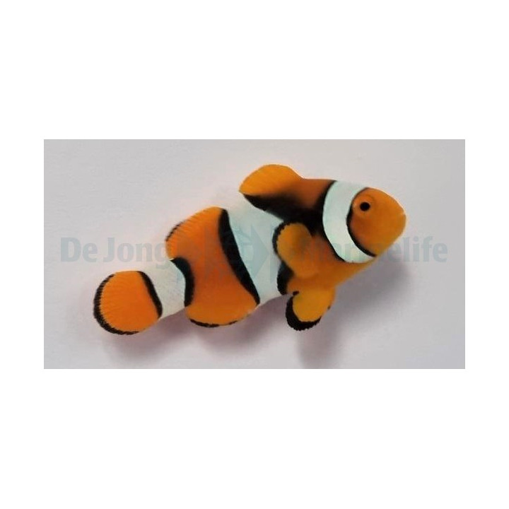 Amphiprion percula - Kiilavuokkokala musta