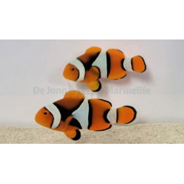 Amphiprion percula musta - kiilavuokkokala - pariskunta - viljelty