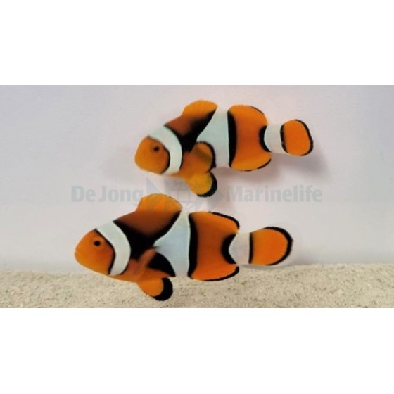 Amphiprion percula musta - kiilavuokkokala - pariskunta - viljelty