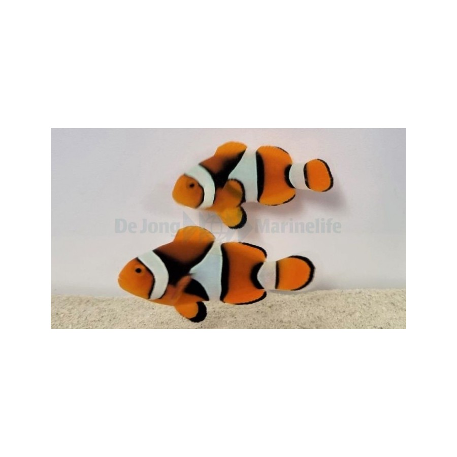 Amphiprion percula musta - kiilavuokkokala - pariskunta - viljelty