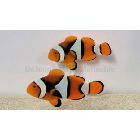 Amphiprion percula musta - kiilavuokkokala - pariskunta - viljelty