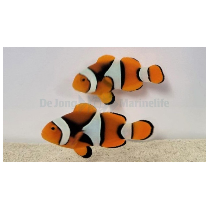 Amphiprion percula musta - kiilavuokkokala - pariskunta - viljelty