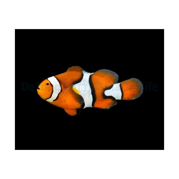 Amphiprion percula musta - kiilavuokkokala - viljelty
