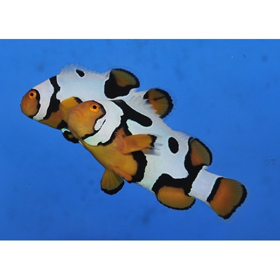 Amphiprion percula Premium Picasso - kiilavuokkokala - viljelty