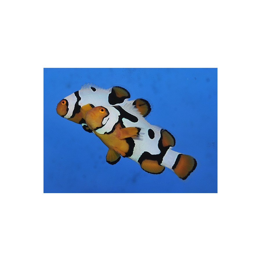 Amphiprion percula Premium Picasso - kiilavuokkokala - viljelty