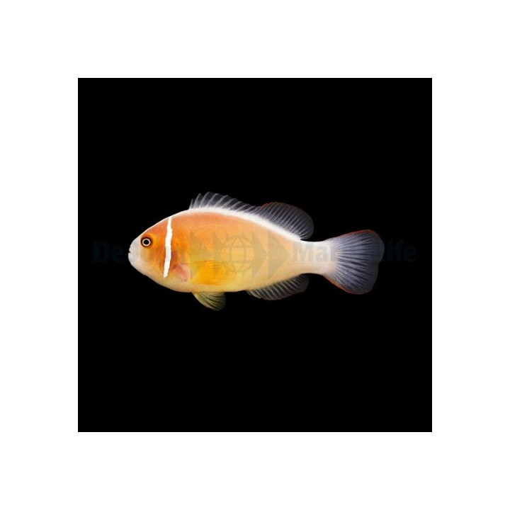 Amphiprion perideraion - Kaulusvuokkokala