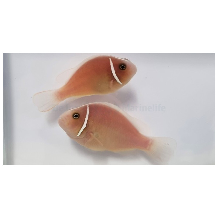 Amphiprion perideraion - kaulusvuokkokala - pariskunta