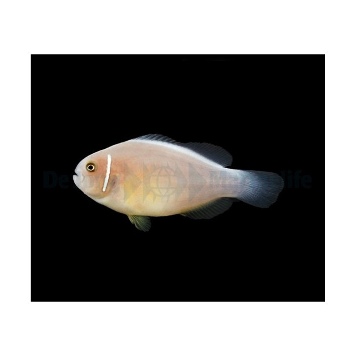 Amphiprion perideraion - Kaulusvuokkokala - viljelty