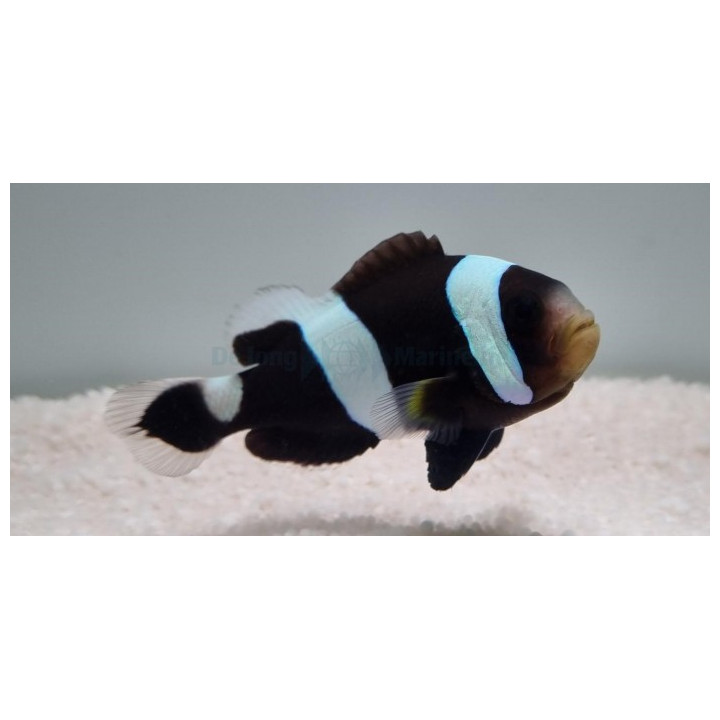 Amphiprion polymnus - Satulavuokkokala