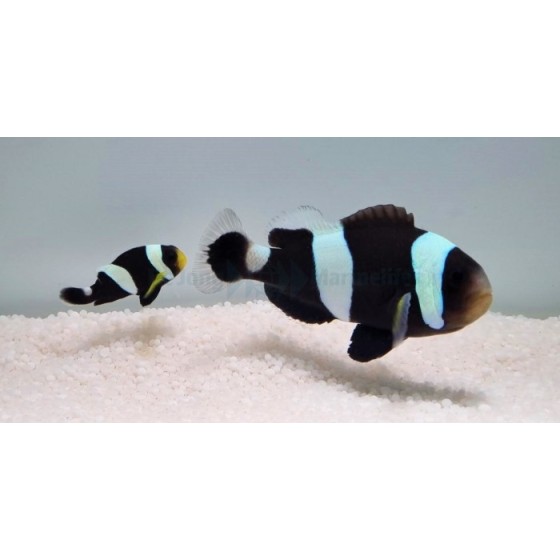 Ocean Nutrition Premium Goldfish Pellets