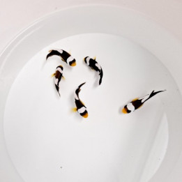 Amphiprion polymnus - satulavuokkokala - viljelty