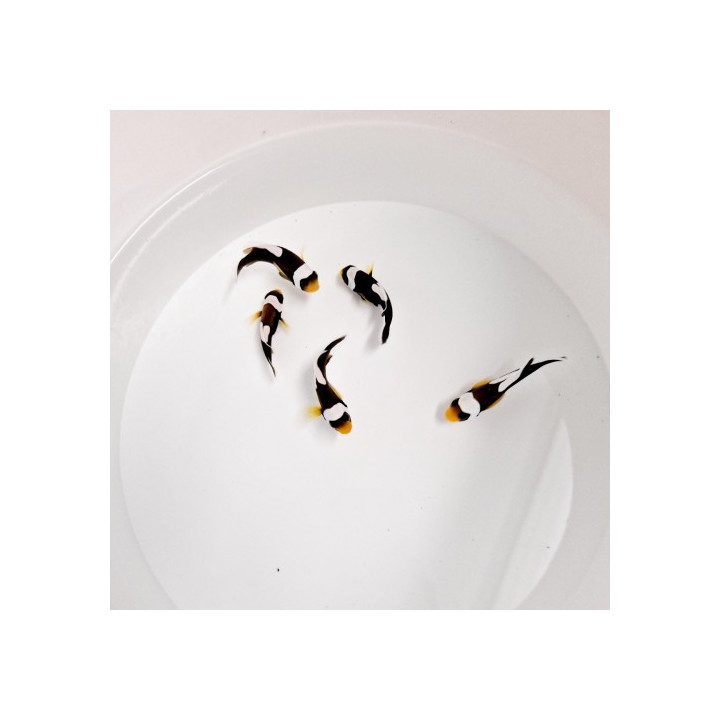 Amphiprion polymnus - satulavuokkokala - viljelty