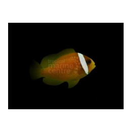Amphiprion rubrocinctus - Punainen vuokkokala Fiji