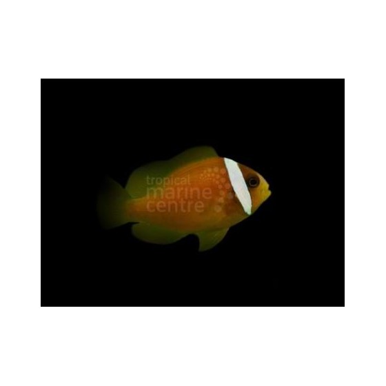 Ocean Nutrition Community Formula Pellets