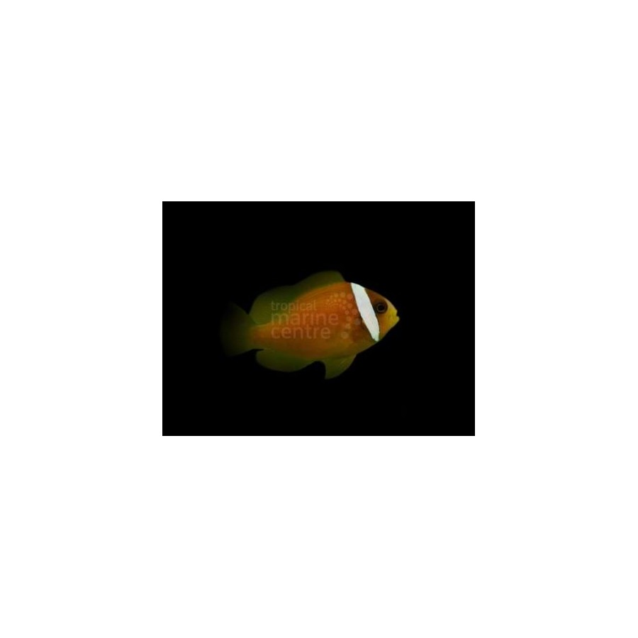 Amphiprion rubrocinctus - Punainen vuokkokala Fiji