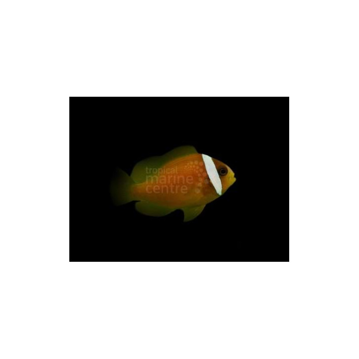 Amphiprion rubrocinctus - Punainen vuokkokala Fiji