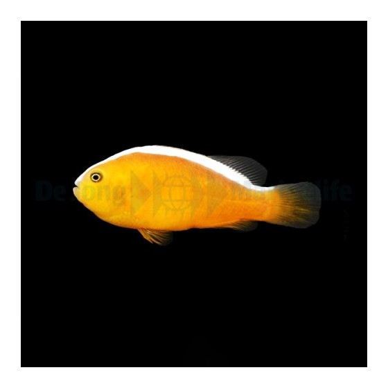 Amphiprion sandaracinos - Kaulusvuokkokala - viljelty