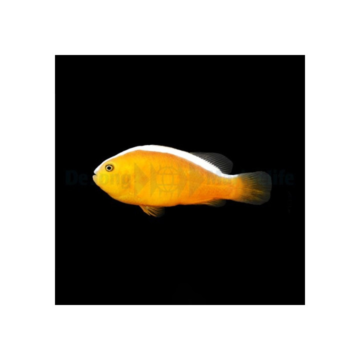 Amphiprion sandaracinos - Kaulusvuokkokala - viljelty