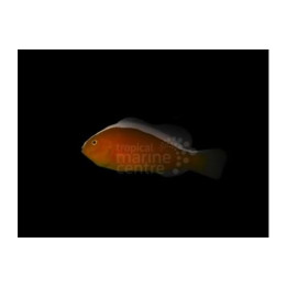 Amphiprion sandaracinos - Kaulusvuokkokala oranssi