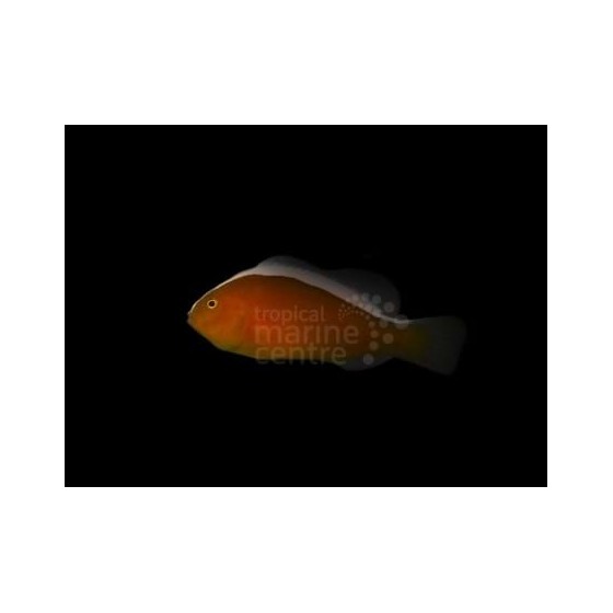 Amphiprion sandaracinos - Kaulusvuokkokala oranssi