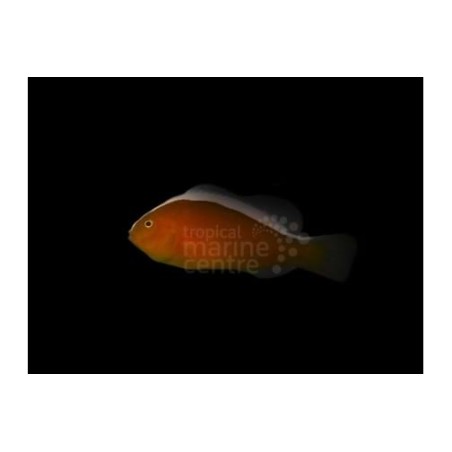 Ocean Nutrition Shrimp Wafers
