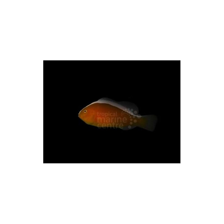 Amphiprion sandaracinos - Kaulusvuokkokala oranssi