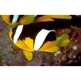 Amphiprion sebae - sebae vuokkokala