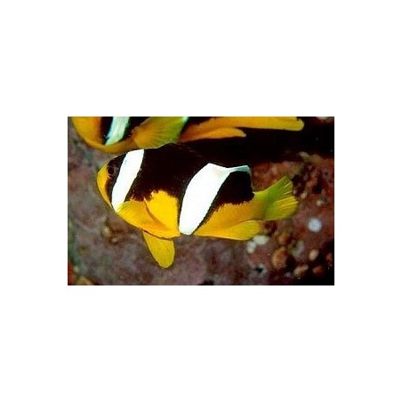 Amphiprion sebae - sebae vuokkokala