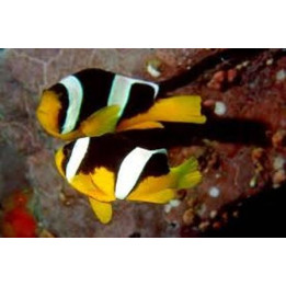 Amphiprion sebae - sebae vuokkokala - pariskunta