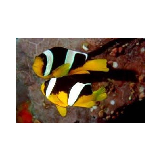 Amphiprion sebae - sebae vuokkokala - pariskunta