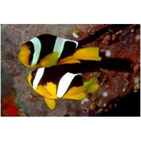 Amphiprion sebae - sebae vuokkokala - pariskunta