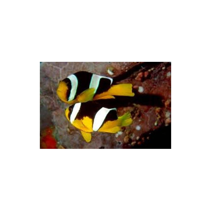 Amphiprion sebae - sebae vuokkokala - pariskunta