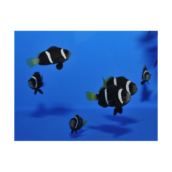 Amphiprion sebae - sebae vuokkokala - viljelty