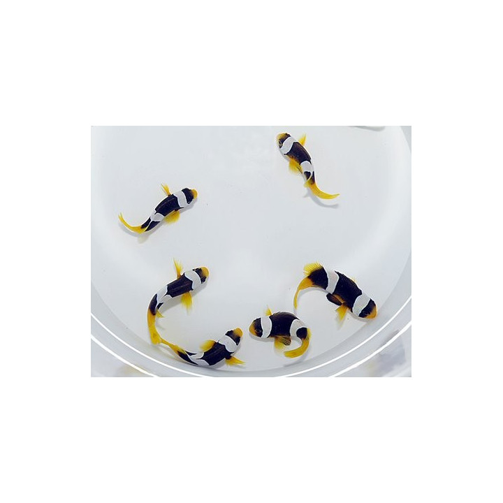 Amphiprion sebae - sebae vuokkokala - viljelty