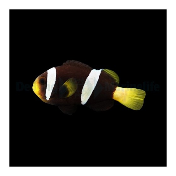 Amphiprion sebae Black - sebae vuokkokala musta