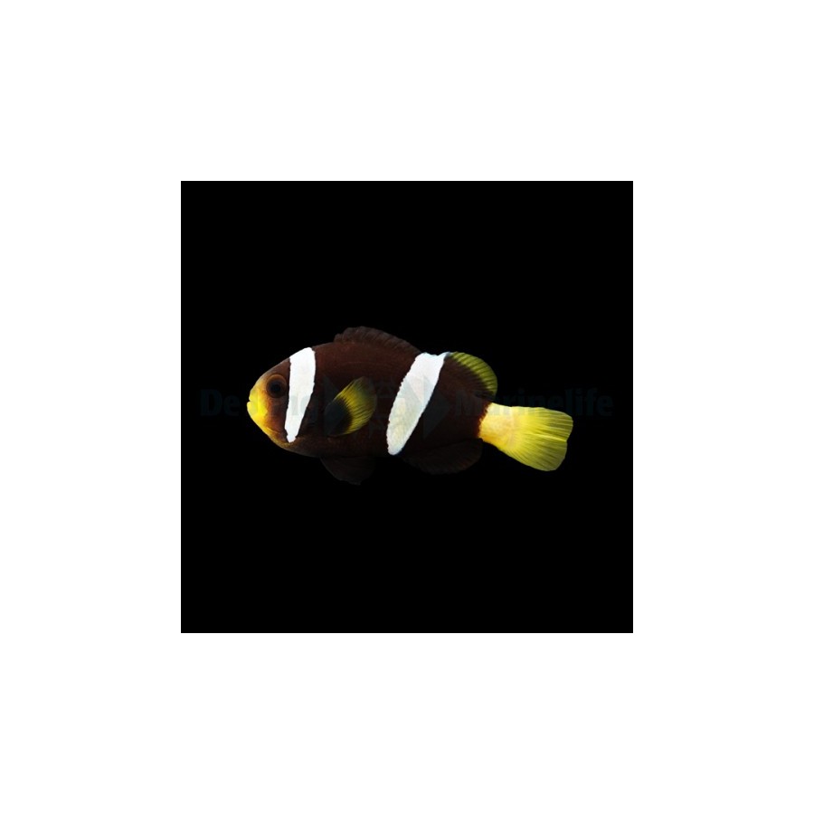 Amphiprion sebae Black - sebae vuokkokala musta