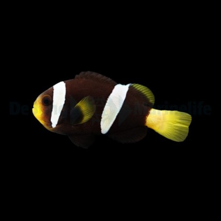 Amphiprion sebae Black - sebae vuokkokala musta